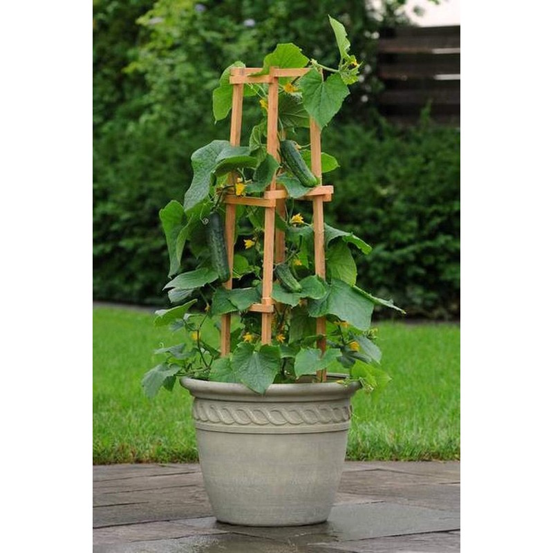 22Day Seeds: Seeds Self-Pollinated Cucumber Indoor F1 / Indoor /