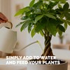 Money Tree Fertilizer for Money Trees and All Pachira Plants,