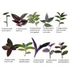 FOLIAGEMS No Root Plant cuttings from USKC (10 Different Types