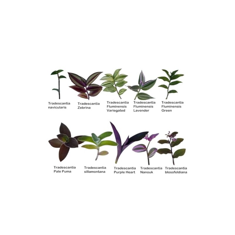 FOLIAGEMS No Root Plant cuttings from USKC (10 Different Types