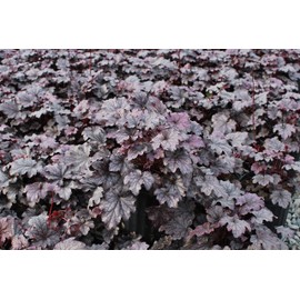 Perennial Farm Marketplace Heuchera x 'Plum Pudding' (Coral Bells) Perennial, 1 Quart, Shiny Dark Purple Foliage