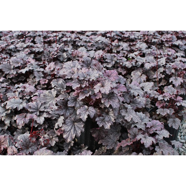 Perennial Farm Marketplace Heuchera x 'Plum Pudding' (Coral Bells) Perennial,