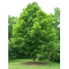 The Jonsteen Company Canada Sugar Maple | Tree Seed Grow