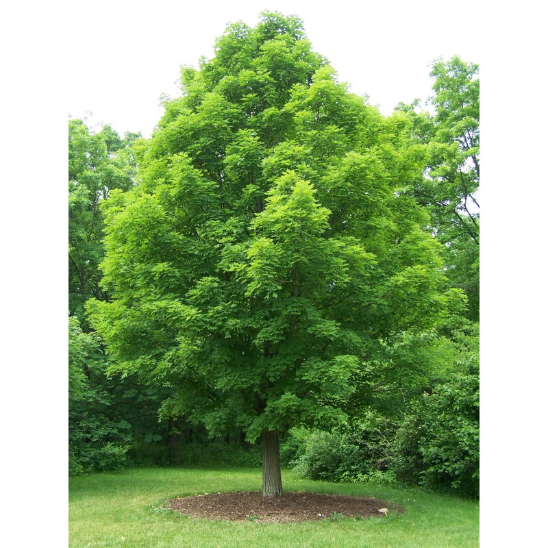 The Jonsteen Company Canada Sugar Maple | Tree Seed Grow