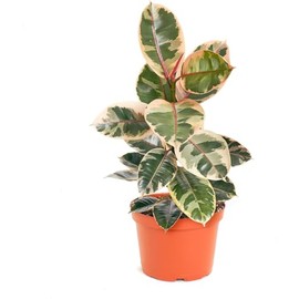 Shop Succulents Ficus Tineke, Live Indoor Plant, Low Maintenance Rubber Tree with Vibrant Pink and Green Leaves, Ideal for Home Decor, Office, and Room Enhancement, 6 Inch Nursery Pot