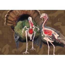 Turkey Target 2-Sided Paper Range Targets (5pack) 18" x 26" for Hunters | Realistic Educational Anatomy Illustration by EthiKill…