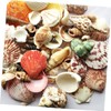 DOITOOL 1pack Natural Shell Conch Fish Tank Landscaping DIY Craft
