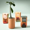 Modern Sprout Terracotta Grow Kits - Plant Type: Coastal Palm