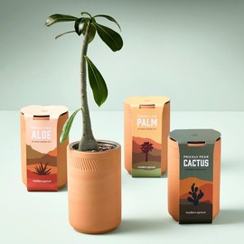 Modern Sprout Terracotta Grow Kits - Plant Type: Coastal Palm