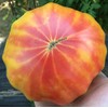 Georgia Streak Heirloom Tomato Premium Seeds for Planting Packet