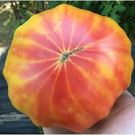 Georgia Streak Heirloom Tomato Premium Seeds for Planting Packet