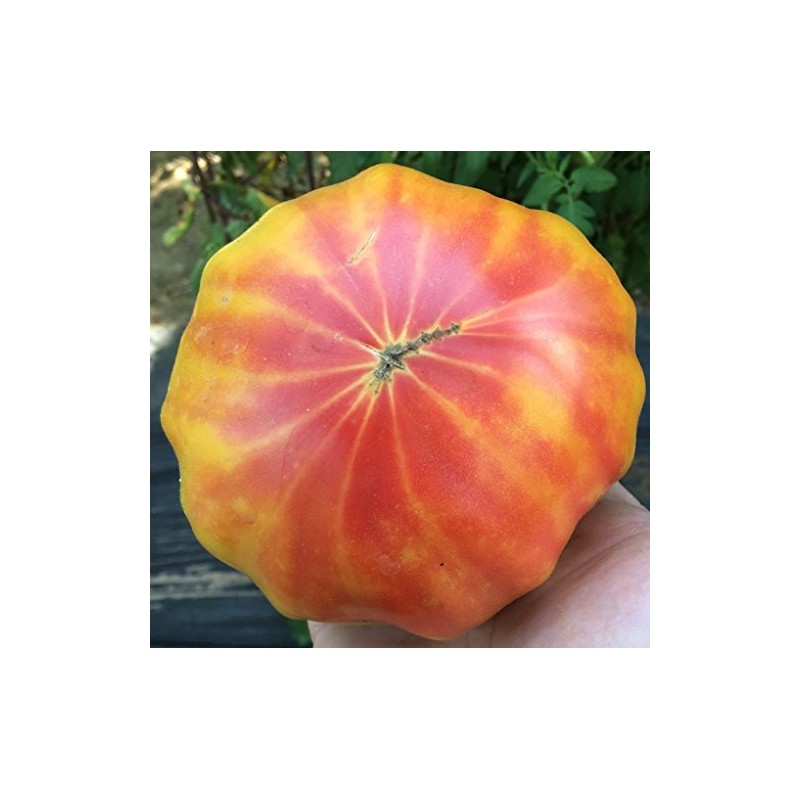 Georgia Streak Heirloom Tomato Premium Seeds for Planting Packet