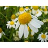 Seeds4planting - Seeds German Chamomile Non GMO Heirloom 2500 Seeds