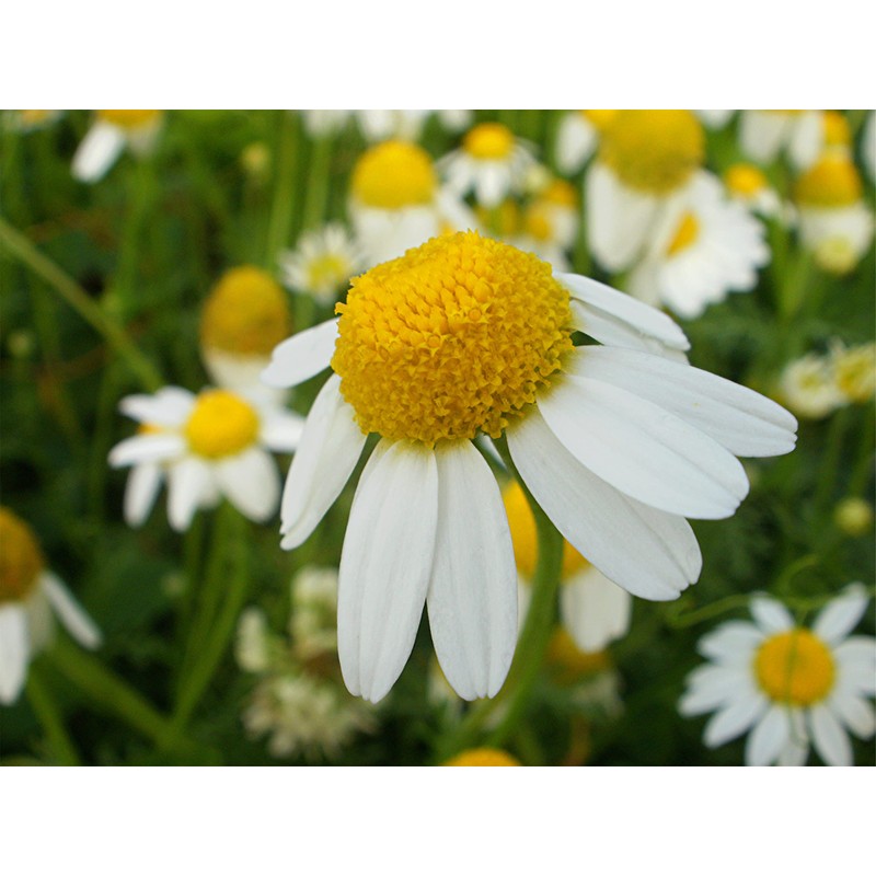 Seeds4planting - Seeds German Chamomile Non GMO Heirloom 2500 Seeds