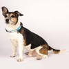 Max & Molly Gotcha! Dog Collar with Smart ID, Padded