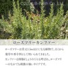 100% Natural Rosemary Comfort Oil 100ml Essential Oil Aroma Oil
