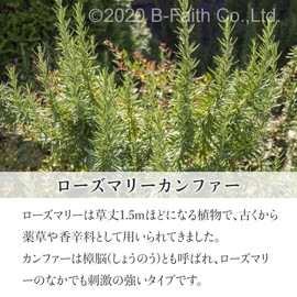 100% Natural Rosemary Comfort Oil 100ml Essential Oil Aroma Oil