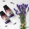 GuruNanda Lavender Essential Oil (Pack of 2) - Pure Therapeutic
