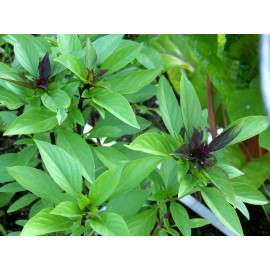 Southeast Seeds Thai Basil, Horapha, Hun Que, Anise, NON-GMO, Variety Sizes Sold, FREE SHIPPING - 5000 Seeds or 1/4 OZ