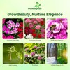 Outsidepride Sweet William Dianthus Seeds - 1/4 Lb. Perennial, Winter
