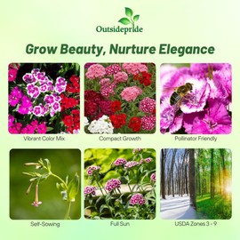 Outsidepride Sweet William Dianthus Seeds - 1/4 Lb. Perennial, Winter Hardy Wildflower Seeds w/Fragrant & Vibrant Blooms, Ideal for Pollinator Gardens, Cut Flowers & Colorful Landscaping