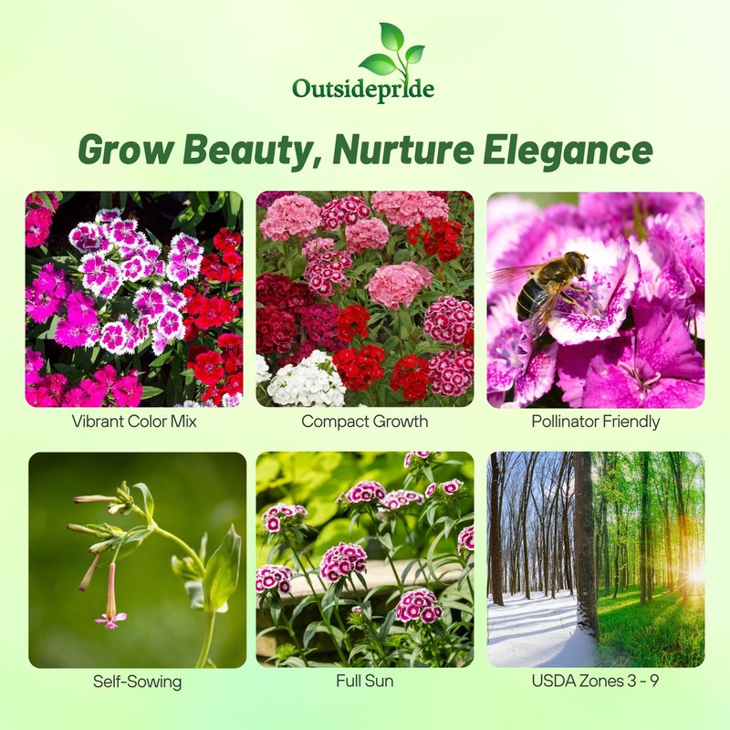 Outsidepride Sweet William Dianthus Seeds - 1/4 Lb. Perennial, Winter