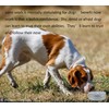 12 Pack Dog Nose Metal Container with 12 Magnetic Dogs
