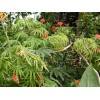 Tree Flowering Coral Tree Live rooted starter plants – 2