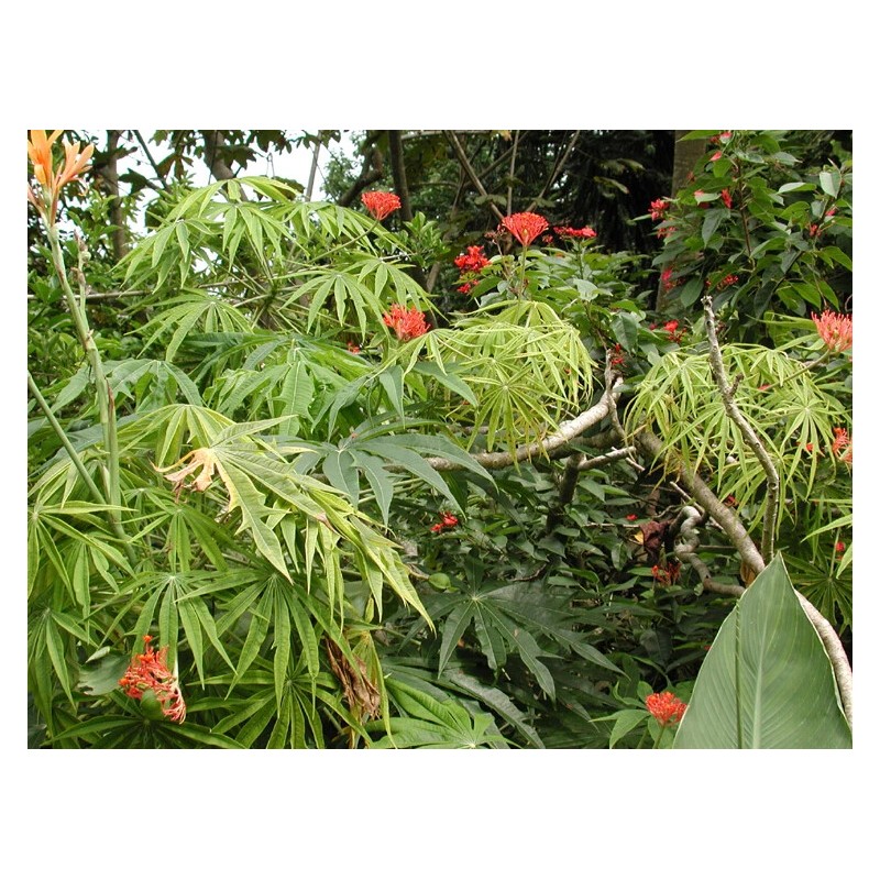 Tree Flowering Coral Tree Live rooted starter plants – 2