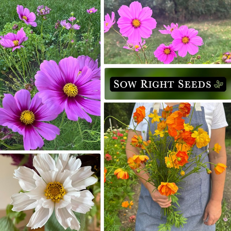 Sow Right Seeds - Cosmos Seed Collection for Planting- Non-GMO