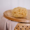 Croll and Denecke P180 Natural Sponge from the Mittelmeer, Premium Quality,