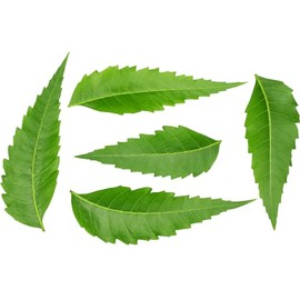 Rani Fresh Neem Leaves 1oz (28g) Pack of 1 ~ All Natural | Vegan | Gluten Friendly | NON-GMO | Product of USA