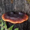 JAVERGGN Pack of 5 Mushroom Shelf Wall Decoration Small Wall