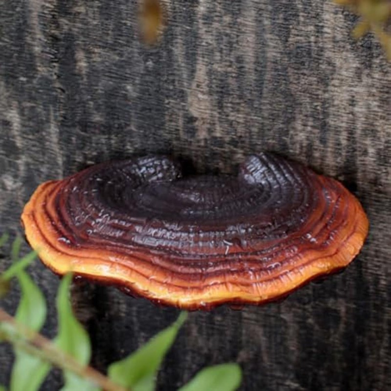 JAVERGGN Pack of 5 Mushroom Shelf Wall Decoration Small Wall