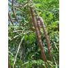 Moringa Oleifera Seeds (Semillas de Moringa) / Weights: 1 oz,