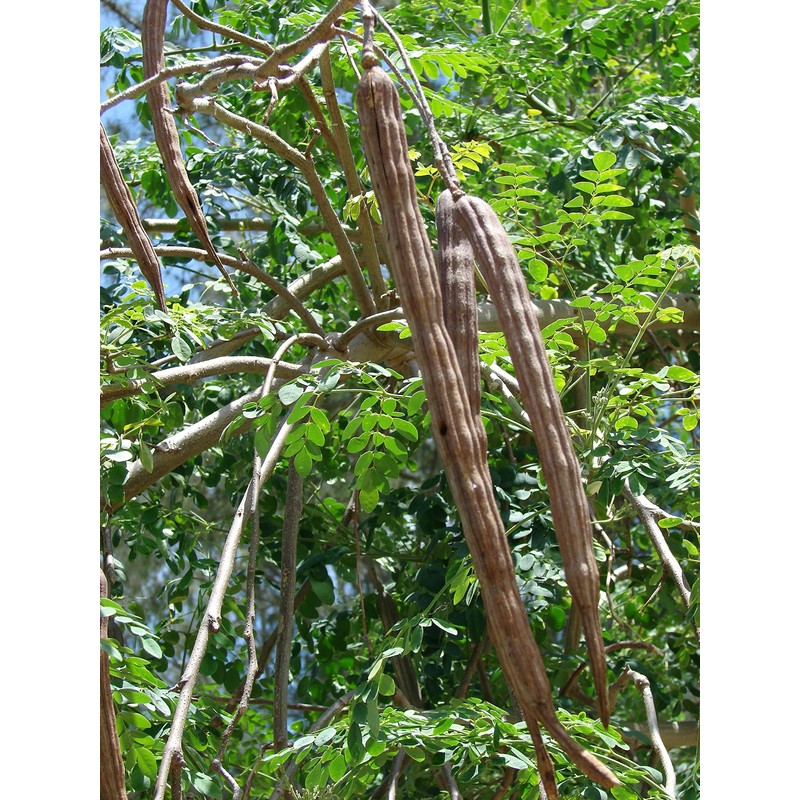 Moringa Oleifera Seeds (Semillas de Moringa) / Weights: 1 oz,