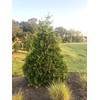 2.25 Gal Green Giant Arborvitae Shrub