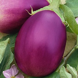Rosalina F1 Hybrid Eggplant Seeds - 2 g Packet ~460 Seeds - Non-GMO, F1 Hybrid - Vegetable Garden - Solanum melongena