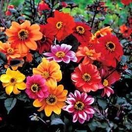 Park Seed Bishop's Children Dahlia Seeds