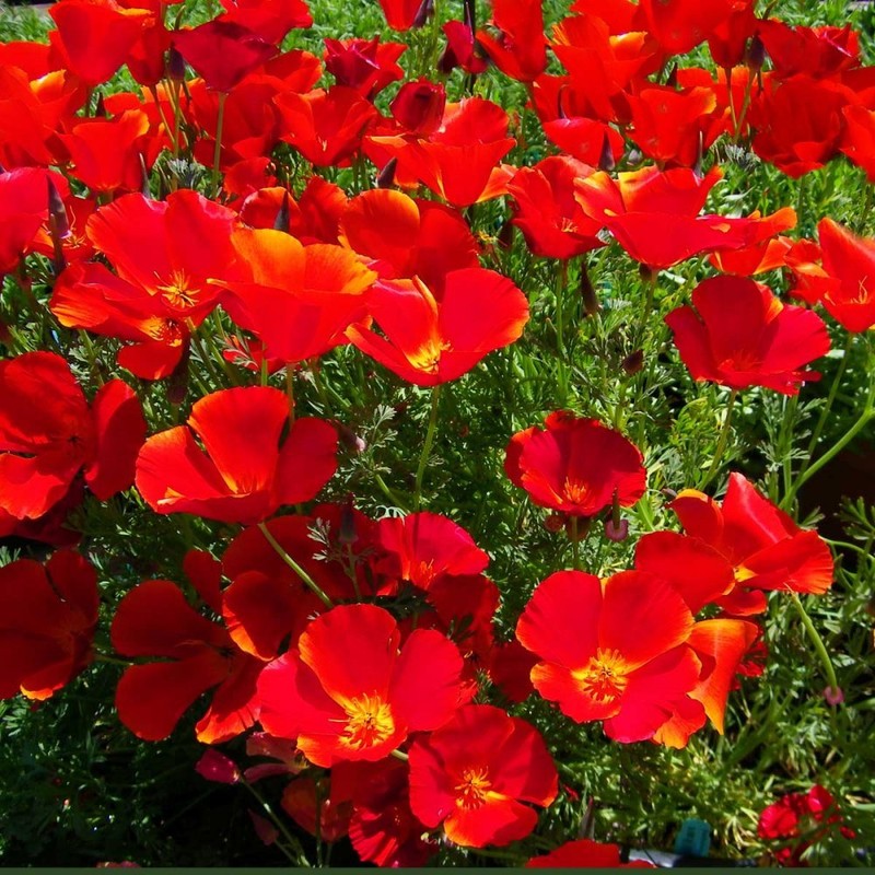 PREMIER SEEDS DIRECT - California Poppy - RED Chief -
