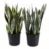 AMERICAN PLANT EXCHANGE Live Snake Plant 2 Pack Laurentii and