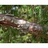 Bonsai Tree | Rocky Mountain Juniper | Seed Grow Kit