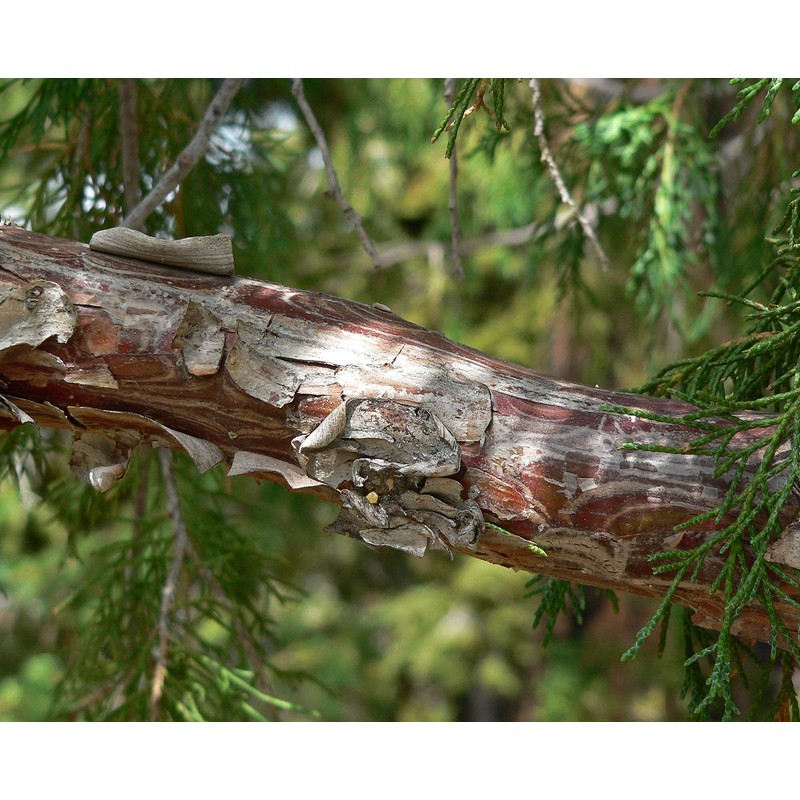 Bonsai Tree | Rocky Mountain Juniper | Seed Grow Kit