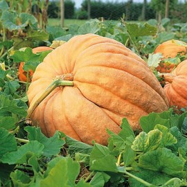 Eden Brothers Pumpkin Seeds - Atlantic Giant Non-GMO Seeds for Planting, 1/4 Pound | High-Yielding, Fast Growing Vegetable Seeds, Plant During Warm Season, Zones 3, 4, 5, 6, 7, 8, 9, 10