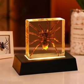 Light Up Taxidermy Spider, Real Spider Specimens Animal Specimen in Resin for Science Classroom Science Education,Colorful Lighting Taxidermy with LED Base, Decor Display Gifts