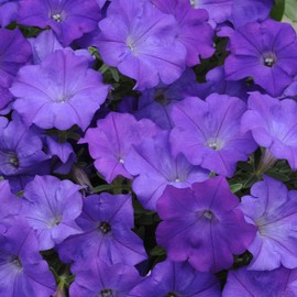 Outsidepride 15 Seeds Annual Shock Wave Spreading Denim Spreading Flower Seeds for Planting