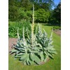 MULLEIN SEED * ORNAMENTAL PLANT * FLOWERING * MEDICINAL *