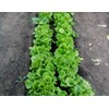 Curly Leaf Lettuce About 1000 Seeds
