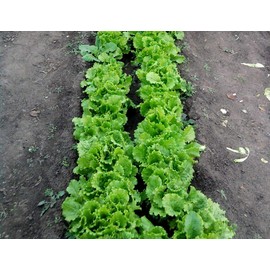 Curly Leaf Lettuce About 1000 Seeds