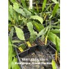Cactus Rooted Epiphyllum Orchid Cactus “Shimmer”Growi